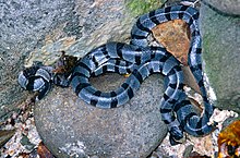 venom of laticauda laticaudata