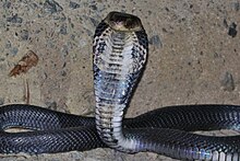 venom of naja atra