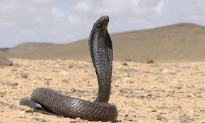 venom of naja haje legionis