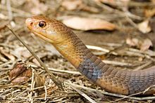 venom of naja katiensis