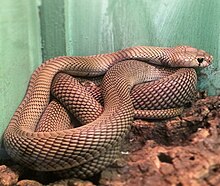 venom of naja nubiae