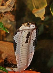 venom of naja siamensis