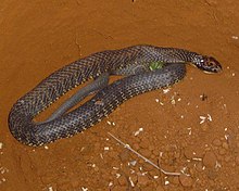 venom of notechis scutatus