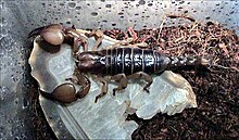 venom of opistophthalmus latimanus