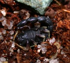 venom of orthochirus scrobiculosus