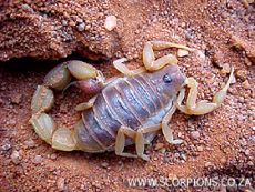 venom of parabuthus mossambicensis