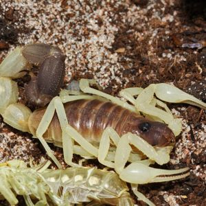 venom of parabuthus raudus