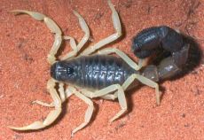 venom of parabuthus schlechteri