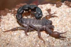 venom of parabuthus transvaalicus