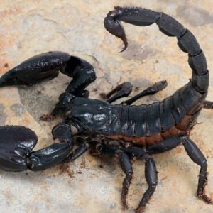 venom of parabuthus truculentus