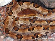 venom of protobothrops mucrosquamatus