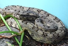 venom of protobothrops tokarensis