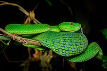 venom of trimeresurus popeiorum