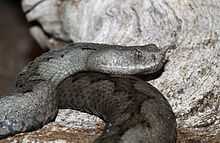 venom of vipera ammodytes ammodytes