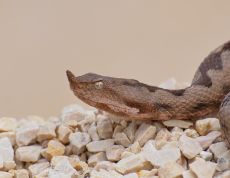 venom of vipera ammodytes montandoni