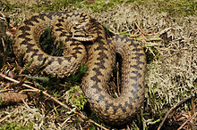 venom of vipera berus berus