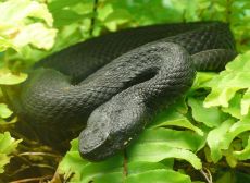 venom of vipera kaznakovi