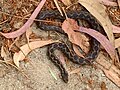 venom of vipera latastei gaditana